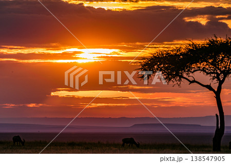 Maasai Mara National Game Reserve Park Great Rift Valley Narok County Kenya East Africa Savannah Grassland Wild Wildlife Animals Bush Adventure Travels Safaris Sunset Sunrise Sundwoner Birds Discovery 138547905