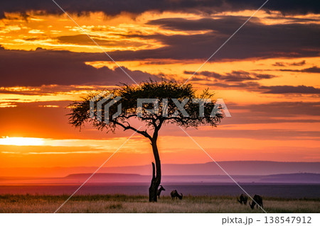 Maasai Mara National Game Reserve Park Great Rift Valley Narok County Kenya East Africa Savannah Grassland Wild Wildlife Animals Bush Adventure Travels Safaris Sunset Sunrise Sundwoner Birds Discovery 138547912