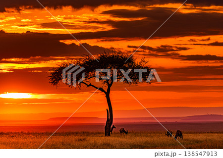 Maasai Mara National Game Reserve Park Great Rift Valley Narok County Kenya East Africa Savannah Grassland Wild Wildlife Animals Bush Adventure Travels Safaris Sunset Sunrise Sundwoner Birds Discovery 138547913