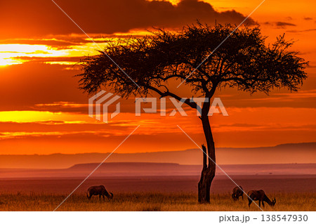Maasai Mara National Game Reserve Park Great Rift Valley Narok County Kenya East Africa Savannah Grassland Wild Wildlife Animals Bush Adventure Travels Safaris Sunset Sunrise Sundwoner Birds Discovery 138547930