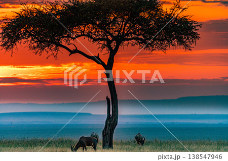 Maasai Mara National Game Reserve Park Great Rift Valley Narok County Kenya East Africa Savannah Grassland Wild Wildlife Animals Bush Adventure Travels Safaris Sunset Sunrise Sundwoner Birds Discovery 138547946