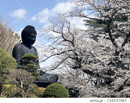 桜の花に囲まれた大仏 138547967