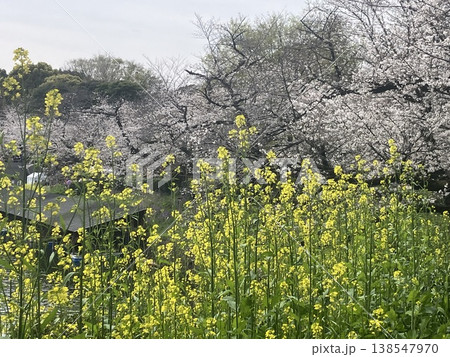 桜と菜の花が咲き乱れる公園 138547970