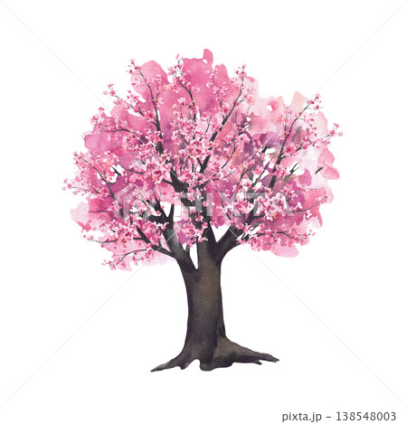 Sakura tree with blooming pink cherry flowers blossoms branches. Hand painted watercolor illustration. Soft botanical nature clipart isolated from background for Asian greeting cards spring designs. 138548003