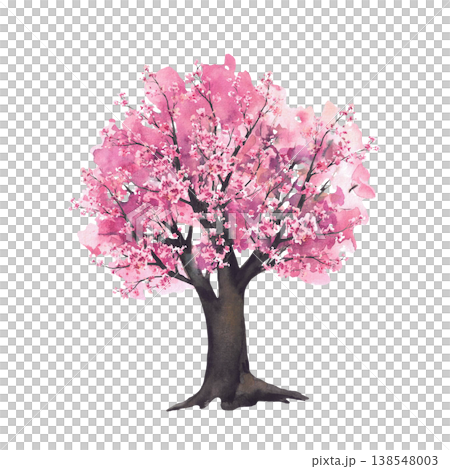 Sakura tree with blooming pink cherry flowers blossoms branches. Hand painted watercolor illustration. Soft botanical nature clipart isolated from background for Asian greeting cards spring designs. 138548003