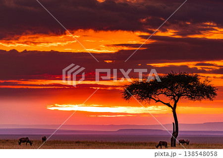 Maasai Mara National Game Reserve Park Great Rift Valley Narok County Kenya East Africa Savannah Grassland Wild Wildlife Animals Bush Adventure Travels Safaris Sunset Sunrise Sundwoner Birds Discovery 138548058