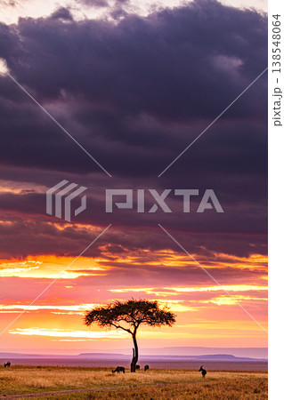 Maasai Mara National Game Reserve Park Great Rift Valley Narok County Kenya East Africa Savannah Grassland Wild Wildlife Animals Bush Adventure Travels Safaris Sunset Sunrise Sundwoner Birds Discovery 138548064