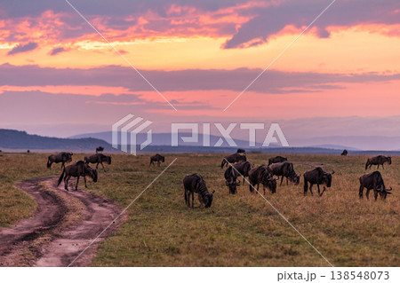 Maasai Mara National Game Reserve Park Great Rift Valley Narok County Kenya East Africa Savannah Grassland Wild Wildlife Animals Bush Adventure Travels Safaris Sunset Sunrise Sundwoner Birds Discovery 138548073