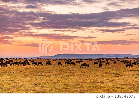 Maasai Mara National Game Reserve Park Great Rift Valley Narok County Kenya East Africa Savannah Grassland Wild Wildlife Animals Bush Adventure Travels Safaris Sunset Sunrise Sundwoner Birds Discovery 138548075