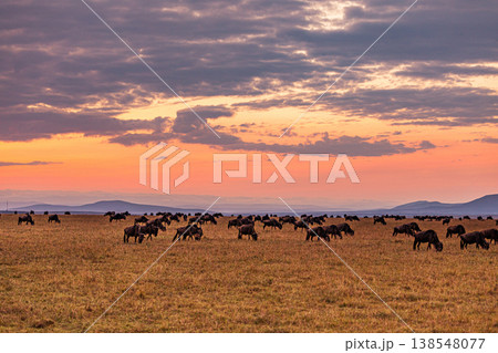 Maasai Mara National Game Reserve Park Great Rift Valley Narok County Kenya East Africa Savannah Grassland Wild Wildlife Animals Bush Adventure Travels Safaris Sunset Sunrise Sundwoner Birds Discovery 138548077