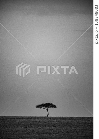Maasai Mara National Game Reserve Park Great Rift Valley Narok County Kenya East Africa Savannah Grassland Wild Wildlife Animals Bush Adventure Travels Safaris Sunset Sunrise Sundwoner Birds Discovery 138548083