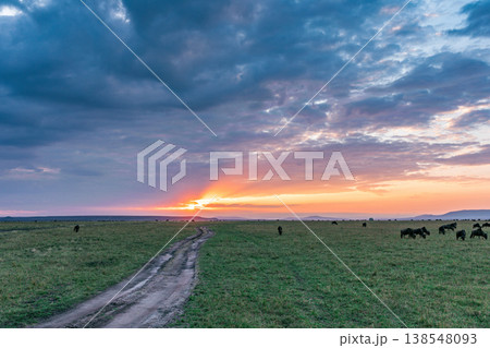 Maasai Mara National Game Reserve Park Great Rift Valley Narok County Kenya East Africa Savannah Grassland Wild Wildlife Animals Bush Adventure Travels Safaris Sunset Sunrise Sundwoner Birds Discovery 138548093