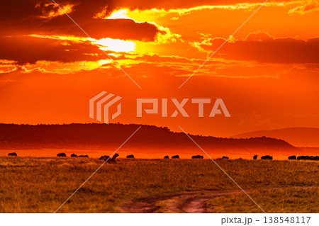 Maasai Mara National Game Reserve Park Great Rift Valley Narok County Kenya East Africa Savannah Grassland Wild Wildlife Animals Bush Adventure Travels Safaris Sunset Sunrise Sundwoner Birds Discovery 138548117