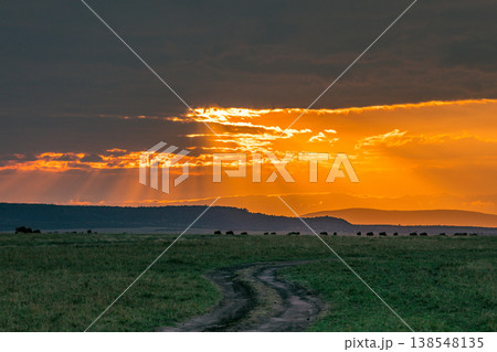 Maasai Mara National Game Reserve Park Great Rift Valley Narok County Kenya East Africa Savannah Grassland Wild Wildlife Animals Bush Adventure Travels Safaris Sunset Sunrise Sundwoner Birds Discovery 138548135