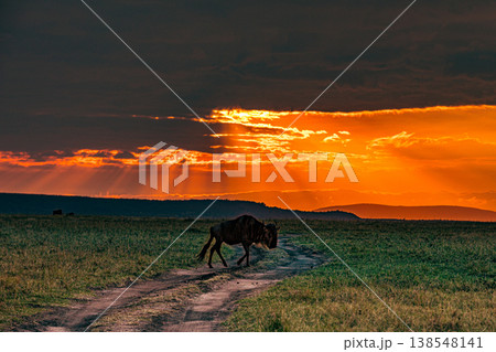 Maasai Mara National Game Reserve Park Great Rift Valley Narok County Kenya East Africa Savannah Grassland Wild Wildlife Animals Bush Adventure Travels Safaris Sunset Sunrise Sundwoner Birds Discovery 138548141