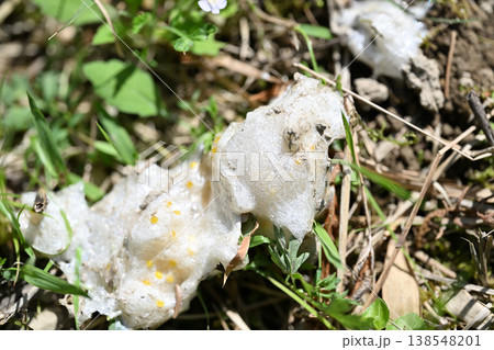 シュレーゲルアオガエルの卵塊 138548201