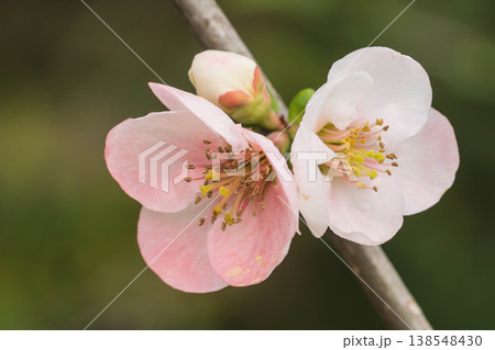 カラフルな木瓜の花 カラフルな木瓜の花 138548430