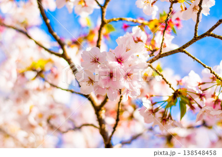 小山城に咲く桜 138548458