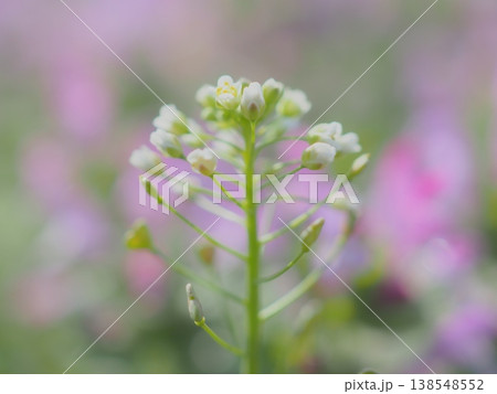ホトケノザ畑の中に咲く、なずなの花(afli20260328085153) ホトケノザ畑の中に咲く、なずなの花(afli20260328085153) 138548552