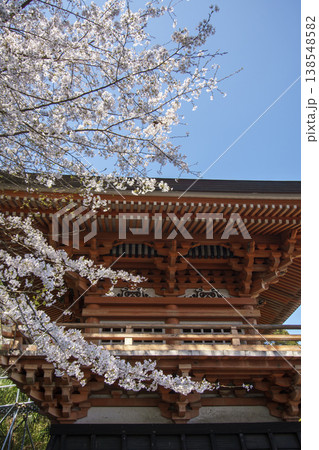 専称寺の桜 138548582