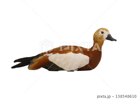 Ruddy Shelduck (Tadorna ferruginea) isolated on white background Ruddy Shelduck (Tadorna ferruginea) isolated on white background 138548610