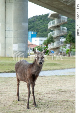 阿嘉島のケラマジカ 阿嘉島のケラマジカ 138549139