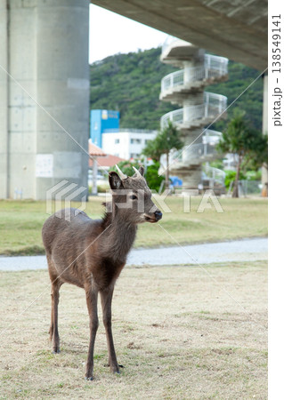 阿嘉島のケラマジカ 阿嘉島のケラマジカ 138549141