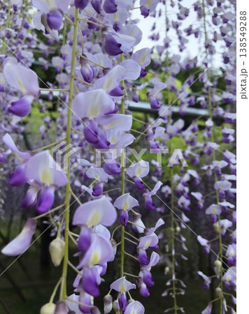 藤棚に咲き乱れる藤の花 藤棚に咲き乱れる藤の花 138549288