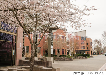 Puyallup, Washington, USA, 04.04.2026 - Pioneer Park, Library, and Blooming Cherry Blossoms Puyallup, Washington, USA, 04.04.2026 - Pioneer Park, Library, and Blooming Cherry Blossoms 138549344