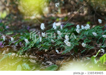 キクザキイチゲ 138549405