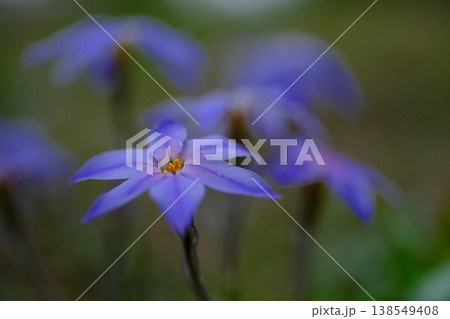 小さなハナニラの花 138549408