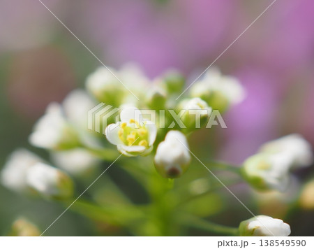 なづなの花（20260328085220） 138549590