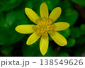 可憐な花 リュウキンカ 138549626