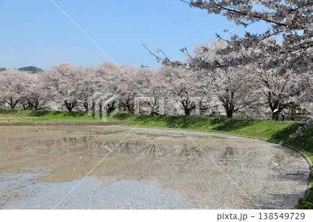 〔福井県越前市・4月〕吉野瀬川の花見路 田の水面に映る桜並木 〔福井県越前市・4月〕吉野瀬川の花見路 田の水面に映る桜並木 138549729