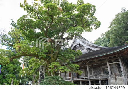 熊野三山青岸渡寺　タブノキ　天然記念物　和歌山県 138549769