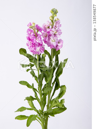 ストック　ピンク 138549877