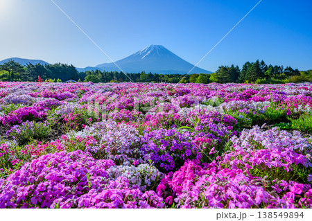 富士山と満開の芝桜 富士芝桜まつりの絶景（山梨県） 138549894