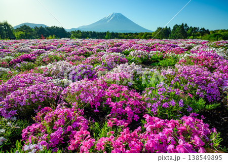 富士山と満開の芝桜 富士芝桜まつりの絶景(山梨県) 富士山と満開の芝桜 富士芝桜まつりの絶景(山梨県) 138549895
