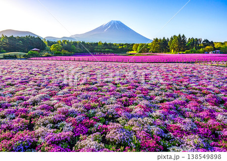 富士山と満開の芝桜 富士芝桜まつりの絶景（山梨県） 138549898
