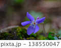 小さく愛らしいタチツボスミレの花 138550047