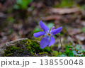 小さく愛らしいタチツボスミレの花 138550048