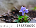 小さく愛らしいタチツボスミレの花 138550050
