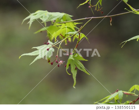 春の野のイロハモミジの一の輪の花 春の野のイロハモミジの一の輪の花 138550115