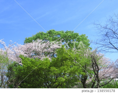 青空に映える桜 青空に映える桜 138550178