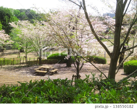 桜の多摩川台公園 桜の多摩川台公園 138550182
