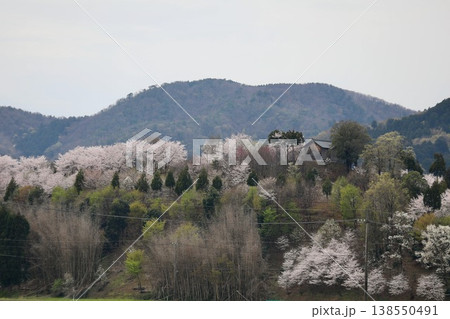 〔福井県越前市・4月〕舟山を彩る満開桜 麓から眺める古墳山・舟山 〔福井県越前市・4月〕舟山を彩る満開桜 麓から眺める古墳山・舟山 138550491