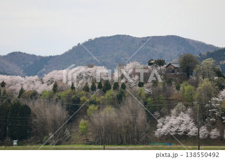 〔福井県越前市・4月〕舟山を彩る満開桜　麓から眺める古墳山・舟山 138550492