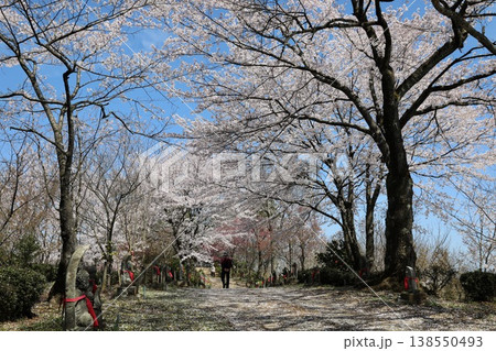 〔福井県越前市・4月〕舟山を彩る満開桜 無数の仏様と満開桜 〔福井県越前市・4月〕舟山を彩る満開桜 無数の仏様と満開桜 138550493