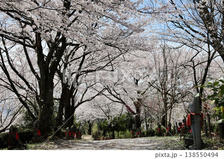 〔福井県越前市・4月〕舟山を彩る満開桜　無数の仏様と満開桜 138550494