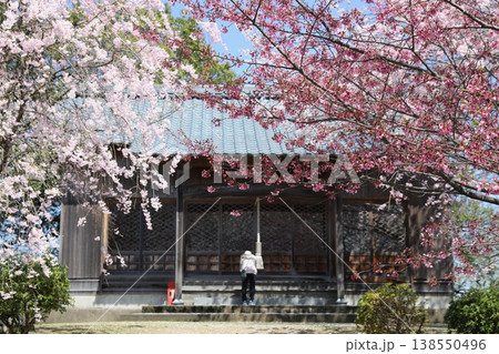 〔福井県越前市・4月〕舟山を彩る満開桜　舟山大師堂の参拝 138550496